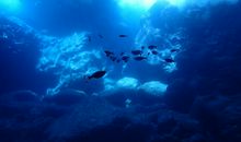 无奈的蓝色_450字