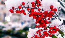 菩萨蛮·别冬英_50字