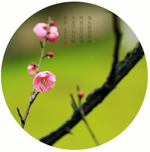 只有因为我误导了林和荆，诗人今天说