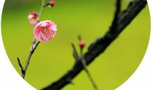 只因误识林和靖，惹得诗人说到今