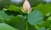 古城今夜，初绽笑靥_600字