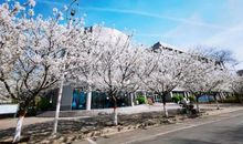 [春天来了]春樱_600字