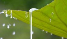 夏至的梨涡浅笑_750字