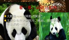 大熊猫老师_350字