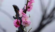 香非在蕊，香非在萼，骨中香彻。