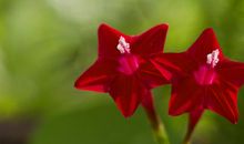 花儿为什么不香了_250字