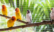 小鸟的新家_650字