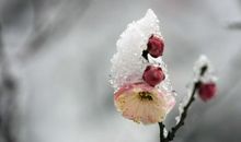 塞北梅花羌笛吹，淮南桂树小山词
