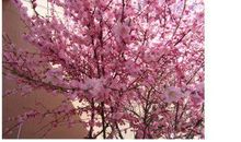 [春天来了]我的春天来了_450字