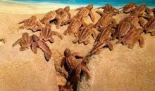 一张震撼人心的照片_750字