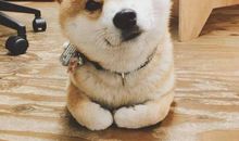 动物们的辩论赛_550字