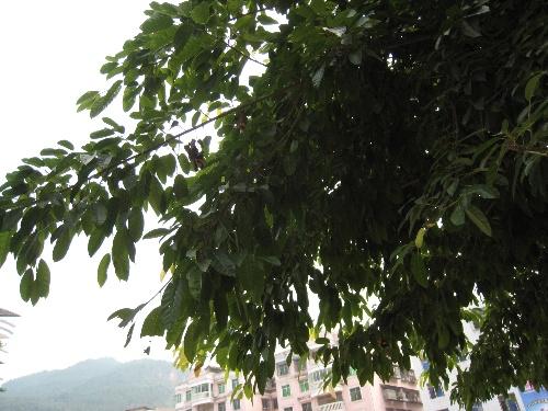 黄吉树校园_500字
