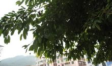 校园的黄桷树_500字