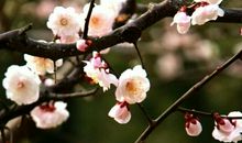 早梅发高树，迥映楚天碧