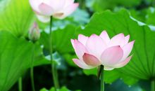 匝路亭亭艳，非时裛裛香