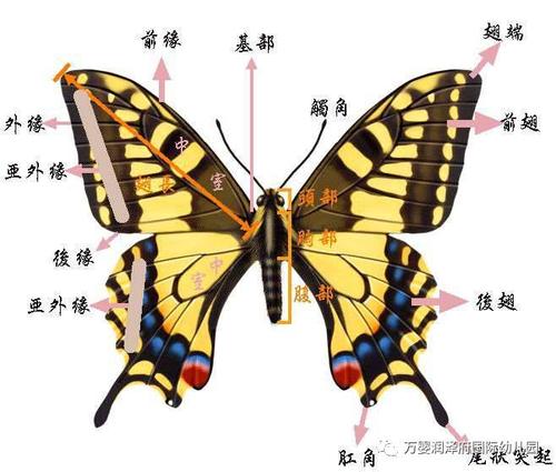 爸爸是一个伟大的_300字