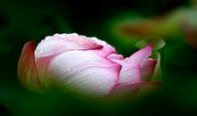 有时谎言也很美丽_1200字