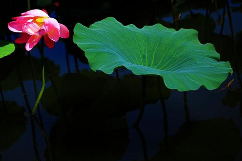 夏天莲花池_100字