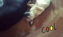 顽强的八哥_200字