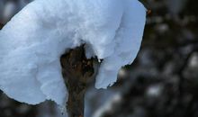 冬雪飞舞，谁雕琼花玉树_1500字