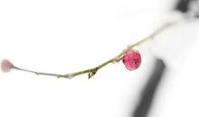 来日绮窗前，寒梅著花未