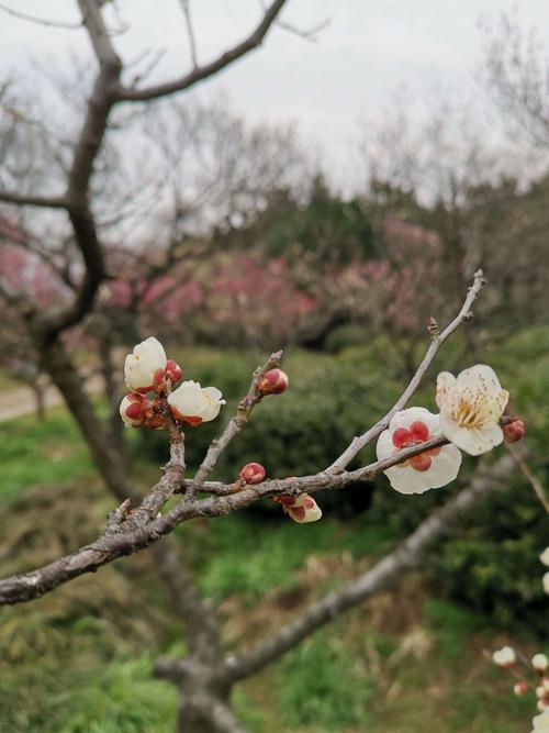 山腰山谷海滨村已被蒙蔽了