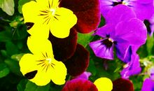 [春天来了]春天里的新发现_550字