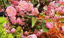 [春天来了]春游杏林_400字