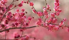 我赞美桃花_350字