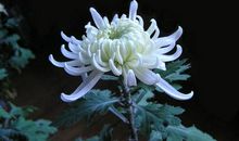 咱们班的活雷锋_600字