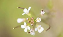 学会赏识他人，也要学会赏识自己_650字