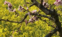 送给去上海的海上的晨_50字