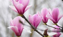 关于外公的作文：白玉兰_800字