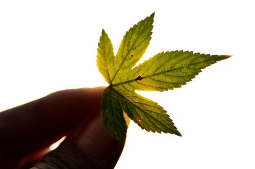 经过很长一段时间，我秋天到了，父亲的水分慢慢恢复。我不想从树爸爸下来，但我必须从树爸爸下来，因为我在秋天。慢慢地柔软，我从爸爸掉下来的根源，我可以进入土壤。