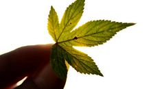 假如我是一片树叶_450字