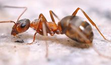 我发现了蚂蚁摔不死_450字