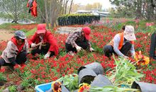 植树的方法_250字