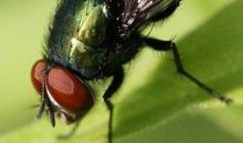 苍蝇为什么不生病_300字