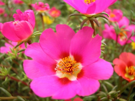 花特点_350字