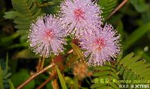 含羞草“含羞”的秘密_200字