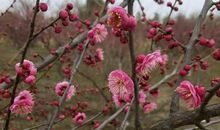闻道梅花坼晓风，雪堆遍满四山中