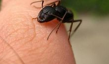 我只是一只弱小的蚂蚁_400字