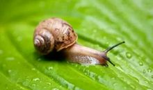 我发现了蜗牛的秘密_400字