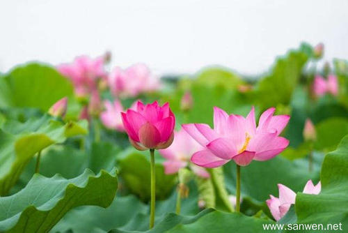 “莲花”