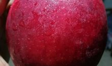 雪白与玫瑰红_1200字