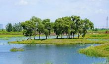 秋游湿地公园_700字