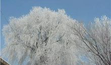 关于雪景的作文：我爱冬天的雪（二）_550字