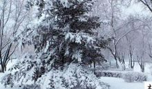 关于雪景的作文：雪花飘飘_650字