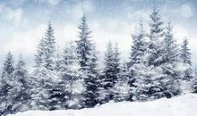 关于雪景的作文：美丽的雪_1200字