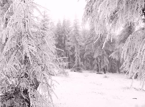 雪景上的构图：美丽的雪_750字